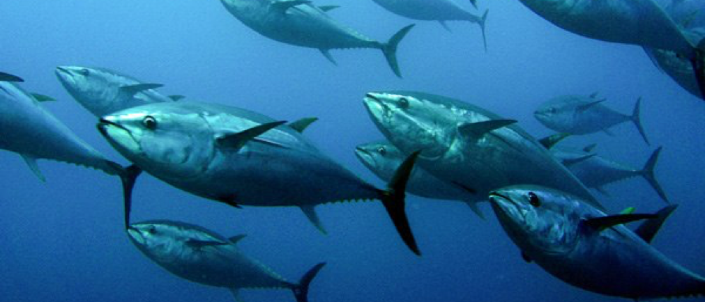 Cobia, Blackfin Tuna, Amberjack, Sailfish & More - Double Threat